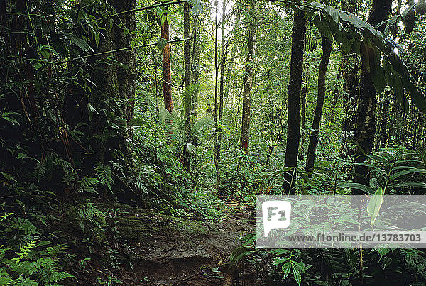 Montaner tropischer Regenwald im Bukit Barison-Gebirge  Kerinci-Seblat-Nationalpark  Sumatra  Indonesien