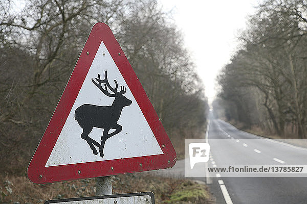 Dreieckiges Straßenschild  das vor Rehen auf der Straße warnt  Sutton  Suffolk  England