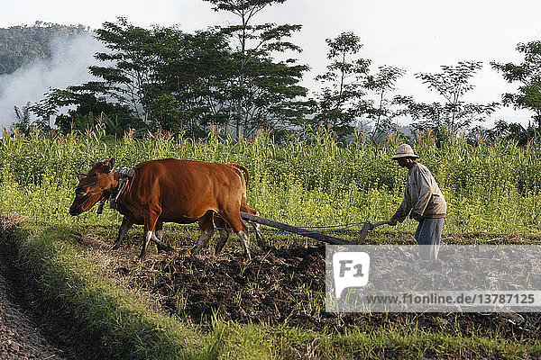 Farmer ploughing his field