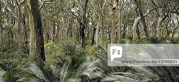Gefleckte Eukalyptusbäume mit Zykaden im Vordergrund  Murramarang National Park  New South Wales  Australien