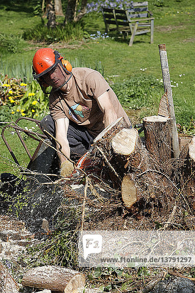 Mann mit Kettensäge beim Fällen eines Baumstumpfs