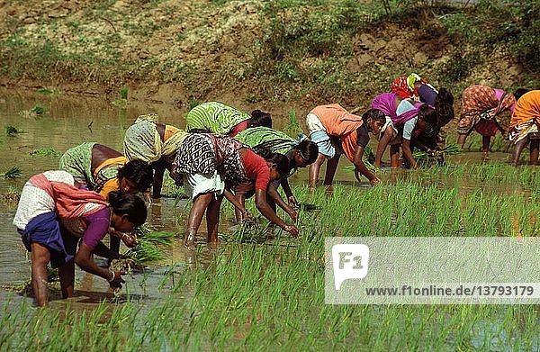 Frauen bei der Neuanpflanzung von Reis in Tamil Nadu  Indien