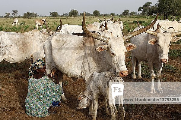 Ein Bauer aus Peul melkt eine Kuh. Die Milch wird von La Laiterie du Berger  einem senegalesischen Sozialunternehmen  gekauft und verarbeitet.