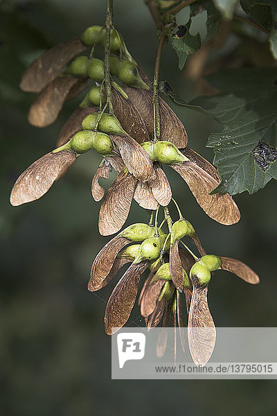 Doppelt geflügelte Samen  Platane  Acer Pseudoplatanus
