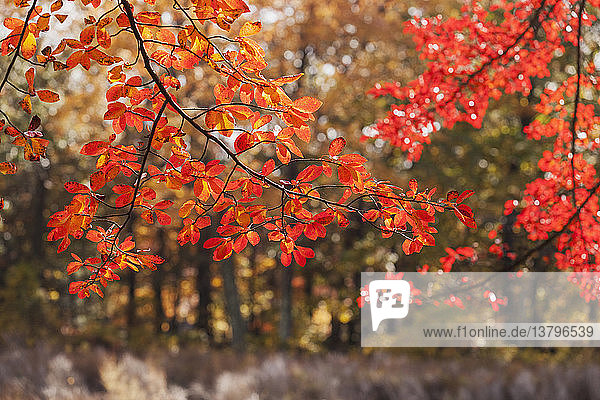 Ahornblätter an einem Baum  Needham  Massachusetts  USA