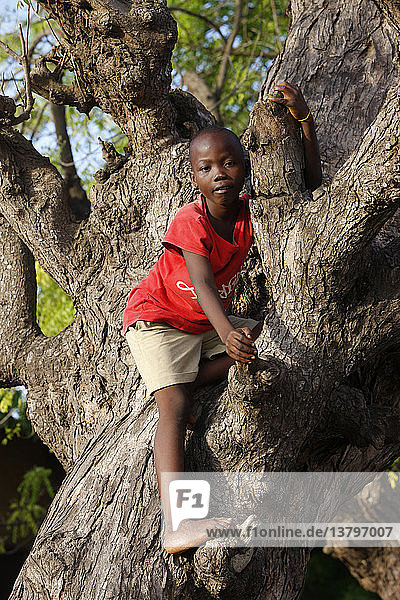 Junge spielt auf einem Baum