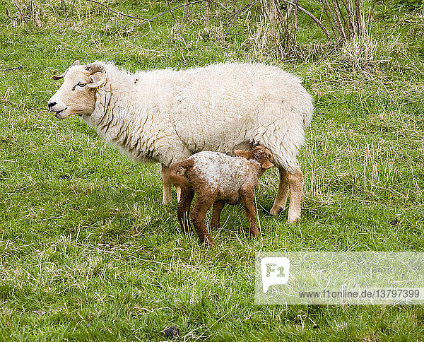 Lamb feeding from mother sheep in field  Suffolk  England