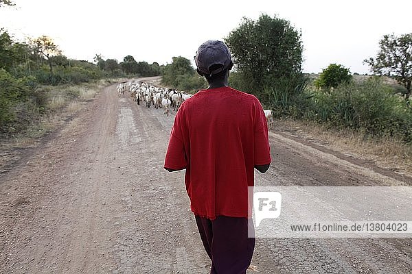 Hirte treibt seine Herde auf einer unbefestigten Straße  Embu  Kenia.