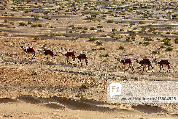 Kamele in der Wüste von Liwa