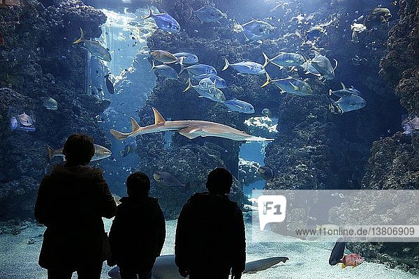 The aquarium of the Oceanographic Museum of Monaco.