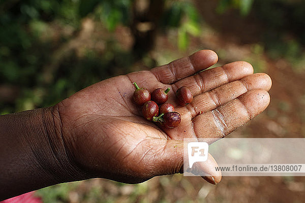 Janet Karimi  die Kaffeebohnen zeigt  ist seit 2007 Kundin der KWFT-Mikrofinanzierung