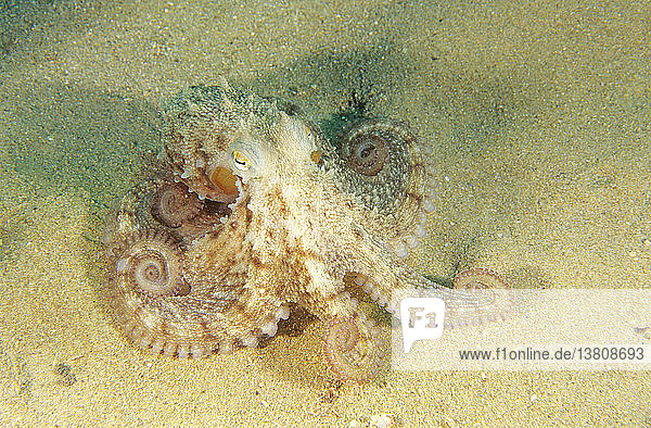 Gewöhnlicher Oktopus (Octopus vulgaris)  der sich mit eingerollten Armen über den Sand bewegt. Porto Palo  Sizilien  Italien. Mittelmeer