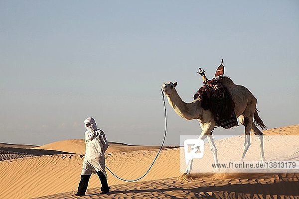 Kameltreiber in der Wüste Sahara  Douz  Tunesien.