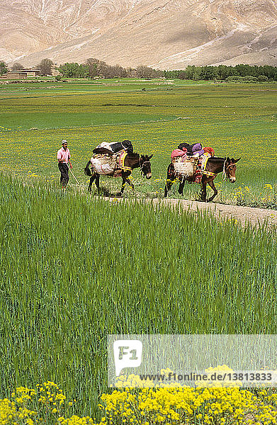 Tal von Ait Bougemez  Bauer mit beladenen Eseln  Hoher Atlas  Marokko