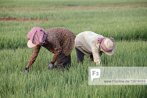 Landwirtschaft in Kambodscha