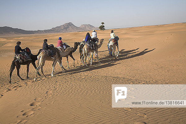 Camel trek  Zagora  Morocco  North Africa  Sahara desert
