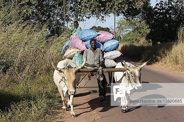 Vater und Sohn transportieren Waren auf einem Ochsenkarren  Kafountine  Senegal.