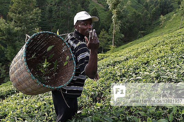 Landwirt Lincoln Kimanthi Mugo (beim Teepflücken) bedient ein Darlehen von 80.000 KS von BIMAS microcredit  Kenia