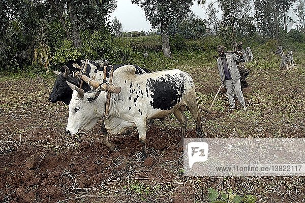 Farmer ploughing his land  Ankober  Ethiopia.