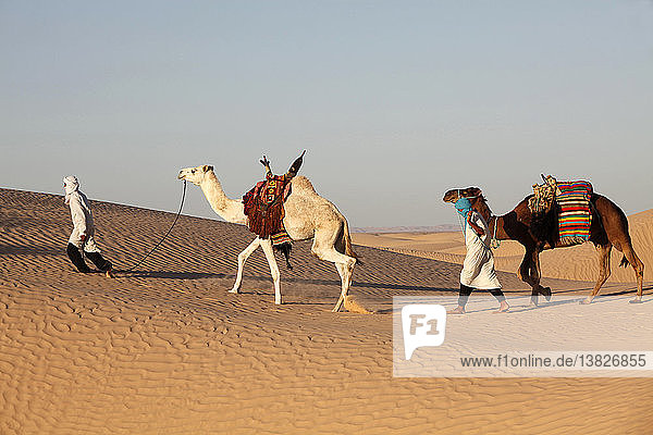 Kameltreiber in der Wüste Sahara