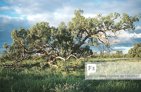 Schwarzer Buchsbaum  Nocoleche Nature Reserve  westliche Tiefebene von New South Wales  Australien