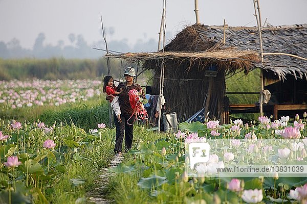 Lotus-Bauer in Kambodscha