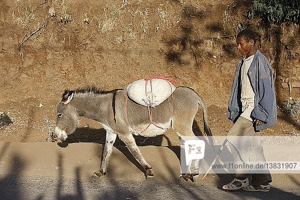 Young man with donkey  Lalibela  Ethiopia.