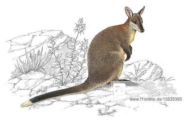 An illustration of a rock wallaby.