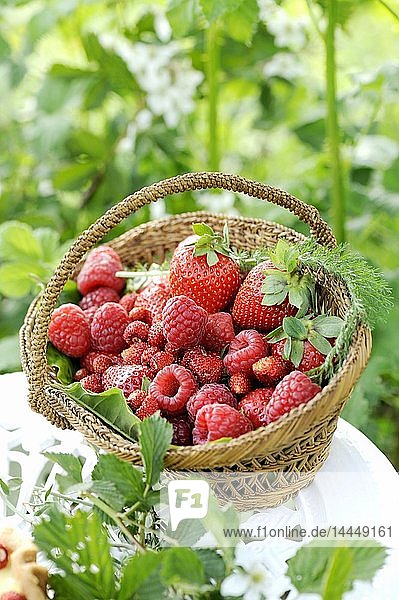 Frische Himbeeren  Erdbeeren und Walderdbeeren in einem kleinen Korb