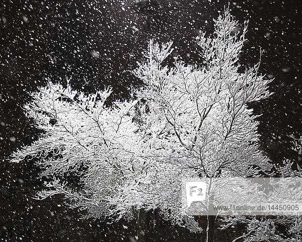 Frisch gefallener Schnee und ein beleuchteter Baum