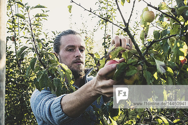 Mann steht im Apfelgarten und pflückt Äpfel vom Baum. Apfelernte im Herbst.
