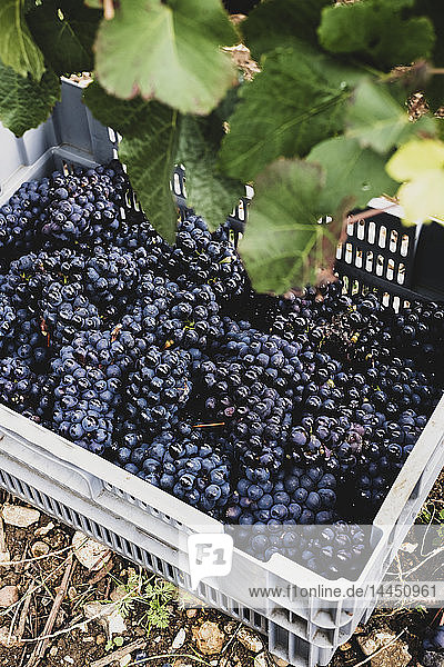 High angle close up of stack of grey plastic crated with freshly picked black grapes at a vineyard.