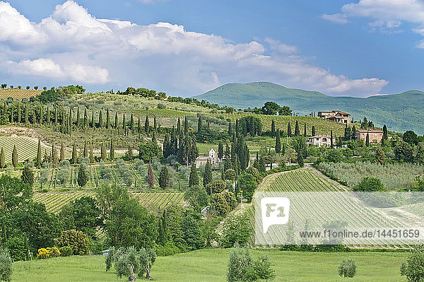 Ansicht einer hügeligen grünen Landschaft  Toskana  Italien