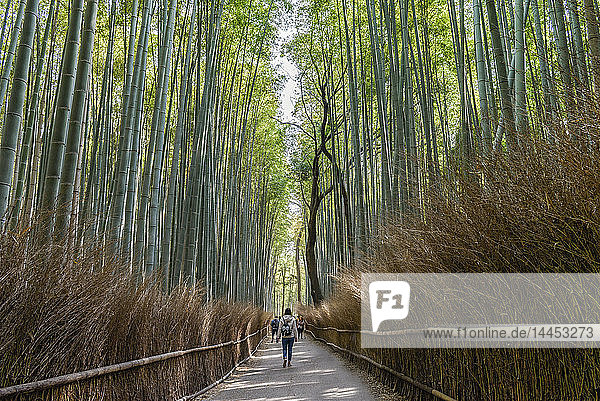 Bambuswald  der Arashiyama Bambushain oder Sagano Bambuswald  ein natürlicher Bambuswald in Arashiyama  Kyoto  Japan.