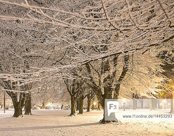 Frischer Schnee in einem Stadtpark
