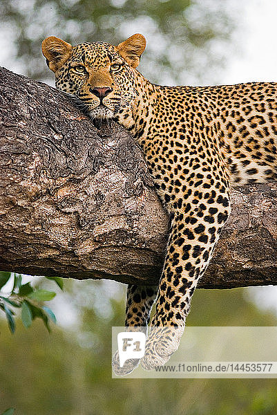 Ein Leopard  Panthera pardus  liegt auf dem Ast eines Baumes  die Beine winden sich über den Ast  wachsam  Ohren nach vorne  Kopf auf dem Ast ruhend