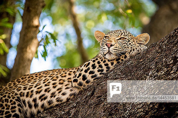 Ein Leopard  Panthera pardus  liegt in einem Baum  den Kopf auf dem Vorderbein ruhend  wegschauend  Grün im Hintergrund