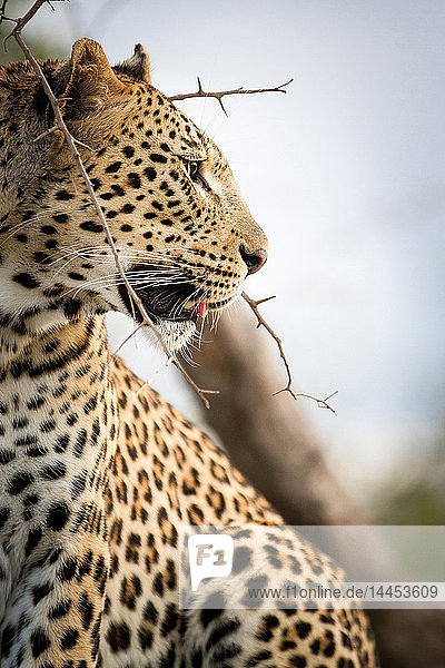 Seitenprofil eines Leopardenkopfes  Panthera pardus  wegschauend  Maul offen  dorniger Zweig im Vordergrund