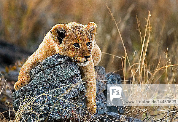 Ein Löwenjunges  Panthera leo  liegt auf einem Felsbrocken  seine Vorderbeine über den Felsen drapiert  schaut weg  gelbes goldenes Fell