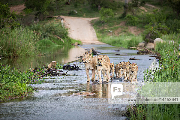 Ein Löwenrudel  Panthera leo  und seine Jungen laufen durch einen Flussdamm  Ohren zurück  Wunde an einem Bein