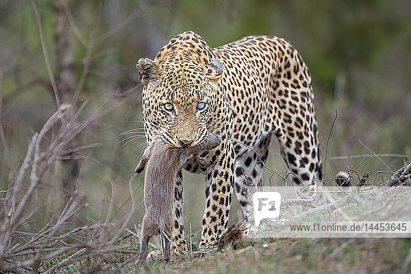 Ein Leopard  Panthera pardus  mit einem blau getrübten Auge  schaut weg und steht mit einem Warzenschwein-Ferkel  Phacochoerus africanus  im Maul.