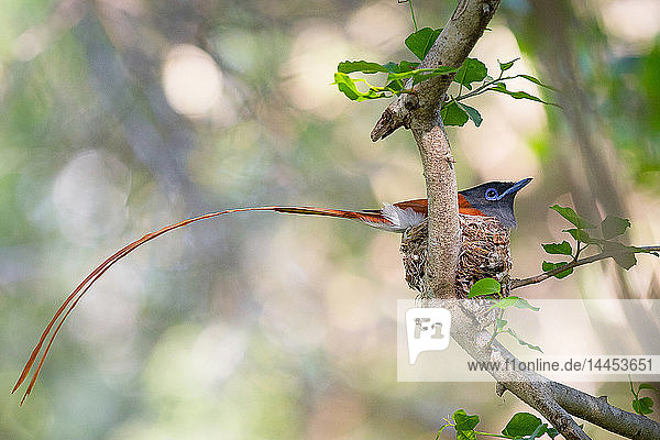Ein afrikanischer Paradiesschnäpper  Terpsiphone viridis  sitzt in einem Nest in einem Baum  sein langer Schwanz hängt aus dem Nest