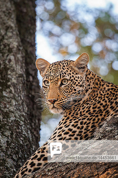 Der Kopf eines Leoparden  Panthera pardus  liegt in einem Baum und schaut weg
