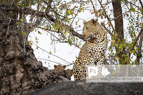 Eine Leopardenmutter  Panthera pardus  sitzt auf einem Felsblock und schaut weg  ihre beiden Jungen verstecken sich mit direktem Blick hinter einem Baumstamm
