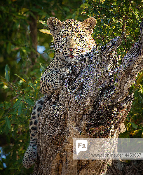 Ein Leopard  Panthera pardus  liegt auf einem toten Ast  Beine um einen Baumstamm geschlungen  wachsam  Zunge herausgestreckt