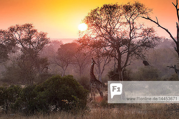 Eine Giraffe  Giraffa camelopardalis  greift nach oben und frisst von einem Baum  Sonnenuntergang und Baumsilhouetten im Hintergrund