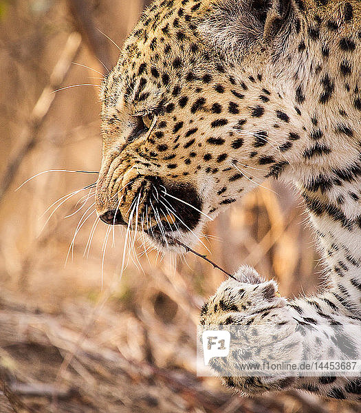 Leopardenkopf und Vorderpfote  Panthera pardus  knurrend  Stock mit Dornen im Maul  Pfote am Stock festhaltend  wegschauend