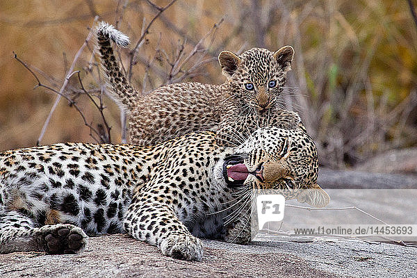 Eine Leopardenmutter  Panthera pardus  legt sich hin  die Augen schließen sich  der Mund ist offen  als ein Jungtier ihr mit blauen Augen ins Ohr beißt