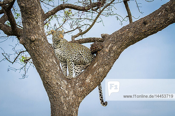 Ein Leopard  Panthera pardus  steht in einem Baum  schaut weg  Schwanz nach unten hängend  blauer Himmel im Hintergrund