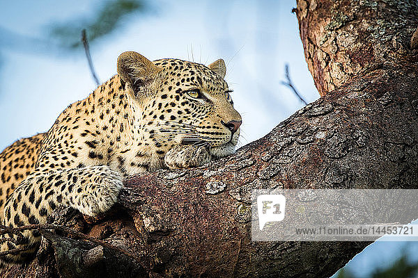 Der Kopf und die Vorderpfoten eines Leoparden  Panthera pardus  liegen auf einem Baumast  ruhen auf der Vorderpfote und schauen weg